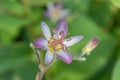 Common Toad lilyTricyrtis hirta Tojen, close-up flower